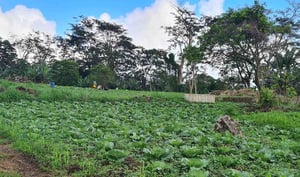 Samoan farm round cabbage field. Photo: Supplied