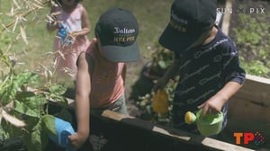 TP+ Gardening competition teaching life skills to Pasifika preschoolers