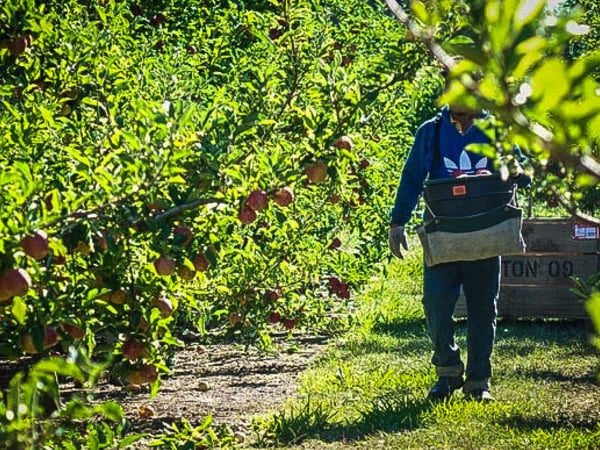 One-way quarantine-free travel for Pacific RSE workers starts next month