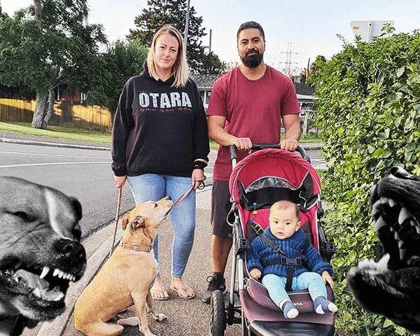 Who let the dogs out: Locals fight back against packs of aggressive canines