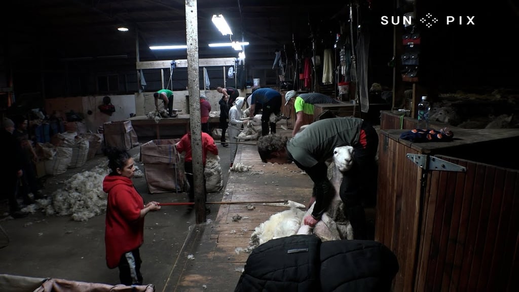 Sheep shearing southland Tagata Pasifika