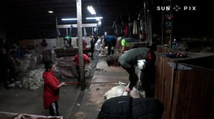 The sheep shearing family flying the Pacific flag in the Deep South