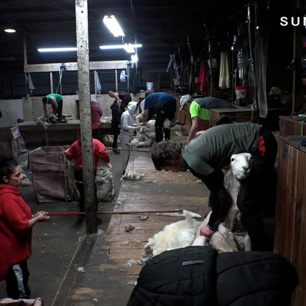 The sheep shearing family flying the Pacific flag in the Deep South
