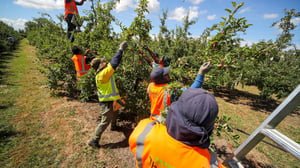 Solomon Islands seek to remove cap limiting the amount of RSE workers