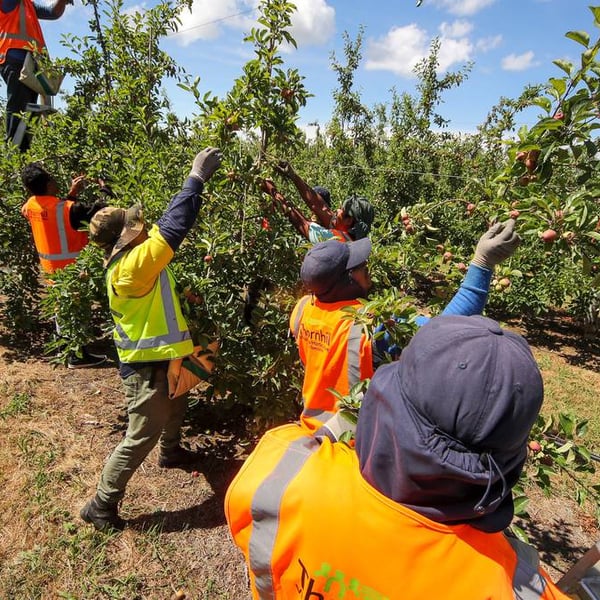 Solomon Islands seek to remove cap limiting the amount of RSE workers