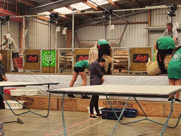 Cook Islands holds first-ever sheep shearing and woolhandling nationals
