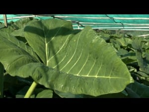 Growing Taro in Northland