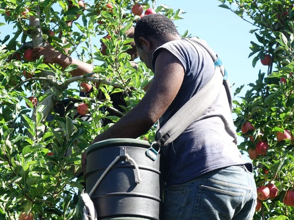 Tonga passes on latest RSE intake in New Zealand