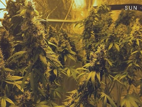Considering the impact of the Cannabis Legislation and Control Bill