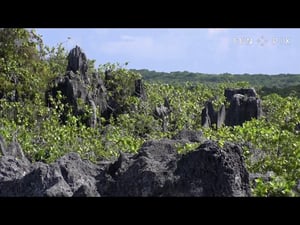 TAGATA PASIFIKA: Makatea Island Phosphate Mining