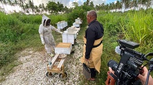 Honey bees helping food security in Tonga