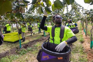 Ni-Vanuatu workers copping abuse over Covid-19 outbreak