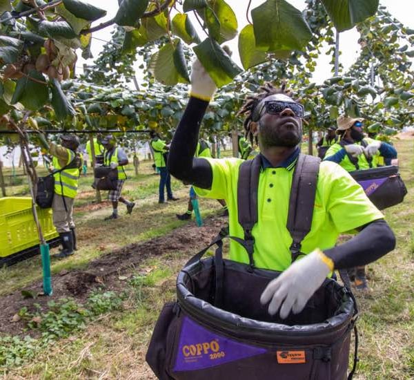 Ni-Vanuatu workers copping abuse over Covid-19 outbreak