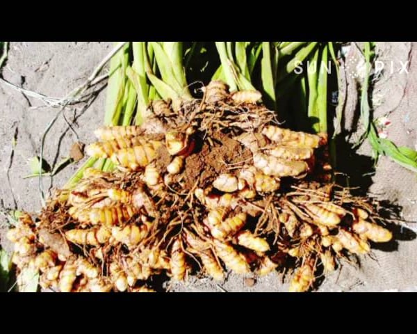 Samoan Tumeric