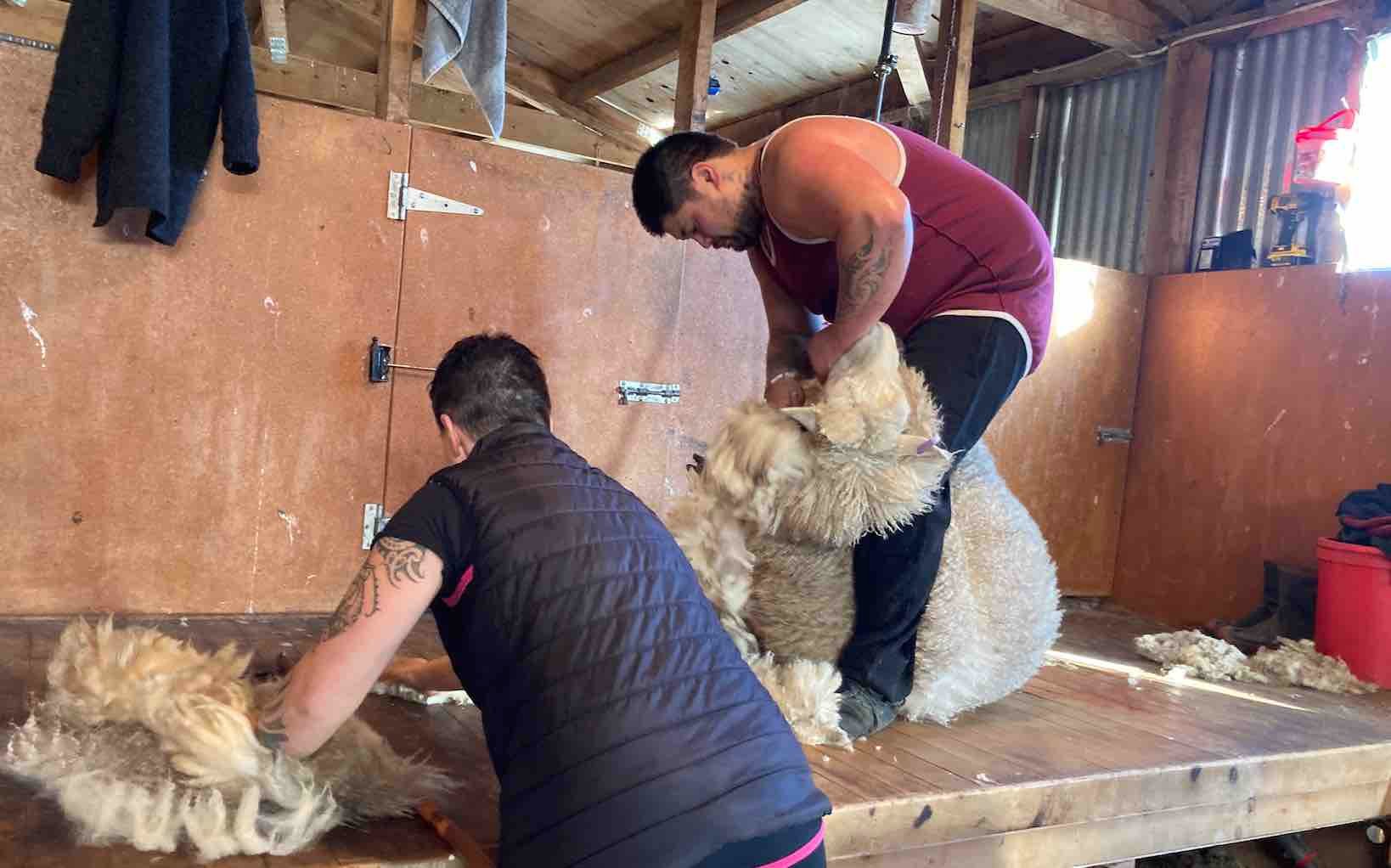 Tina Elers wool handling sheep shearing southland