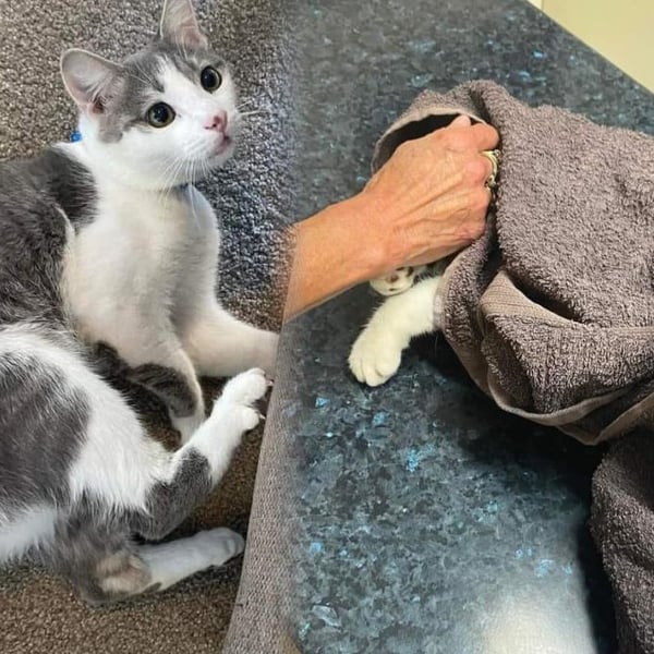 Cat killing spree by dogs in South Auckland under control, says council