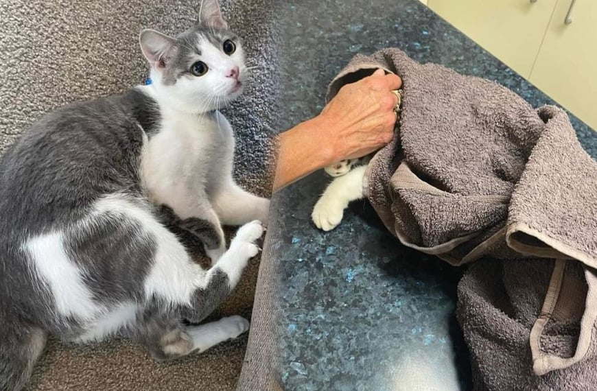 Cat killing spree by dogs in South Auckland under control, says council