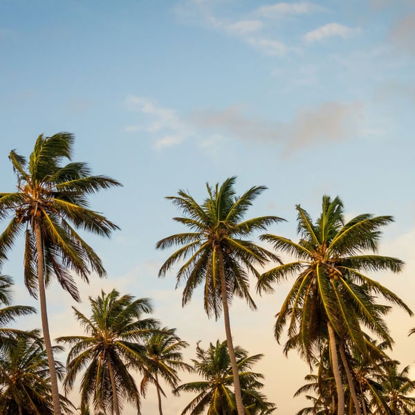 Habitat for Humanity NZ launch new climate programme with Fiji, Samoa and Pacific nations