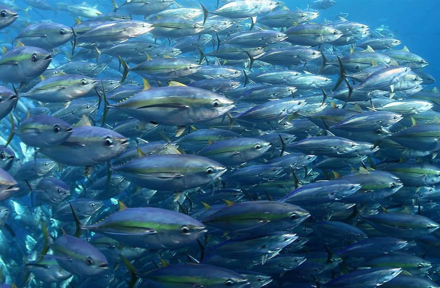 New Zealand commits millions to support sustainable Pacific fisheries development