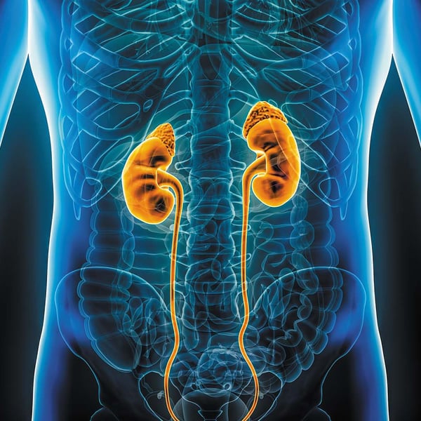 Free kidney checks at Pasifika festival this weekend