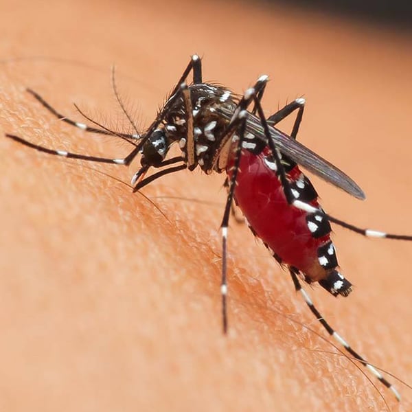 New Zealand Steps in to Support Samoa With Dengue Outbreak 