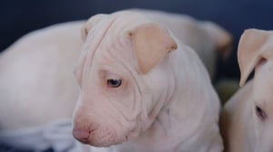 Breaking Silence Season 2 Episode 7: Pet Abuse