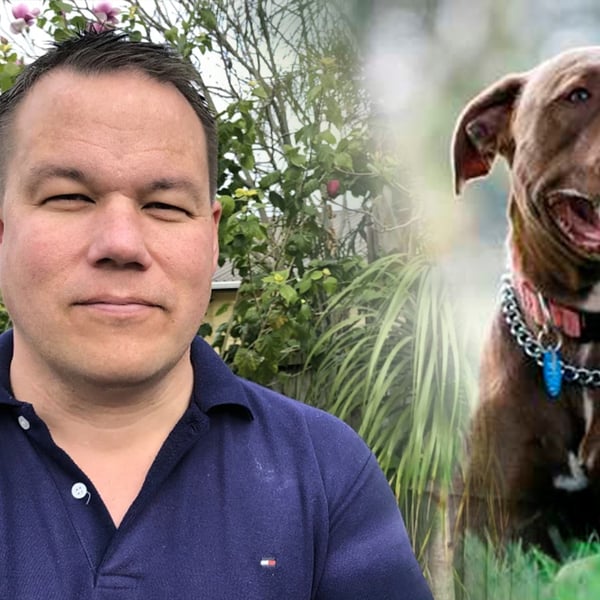 Auckland councillor backs free desexing amid roaming dog crisis