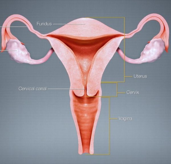 Health Research Into Womb Cancer, High Rates Amongst Pacific Women