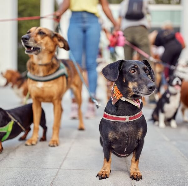 Auckland’s new dog rules: What you need to know