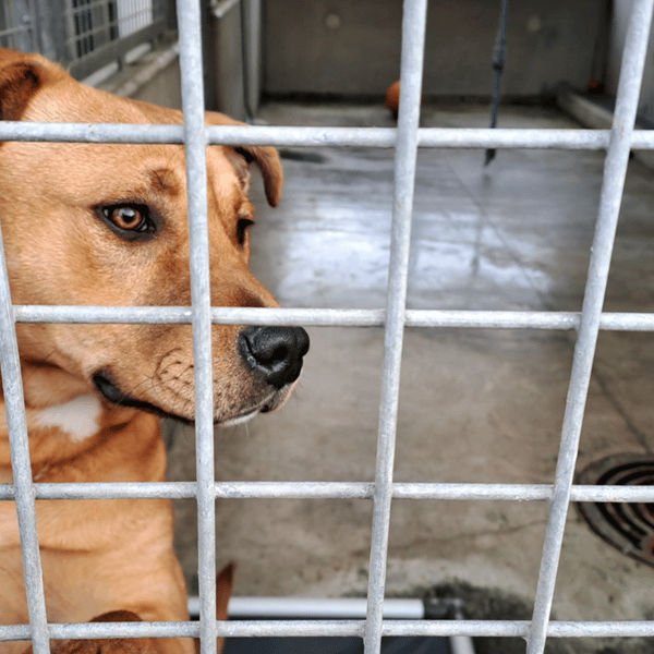 Council calls for tougher dog laws as attacks and euthanasia rates climb, rescuers overwhelmed