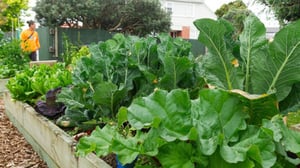 Food insecurity: Advocates push for new community gardens in South Auckland