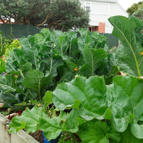Food insecurity: Advocates push for new community gardens in South Auckland