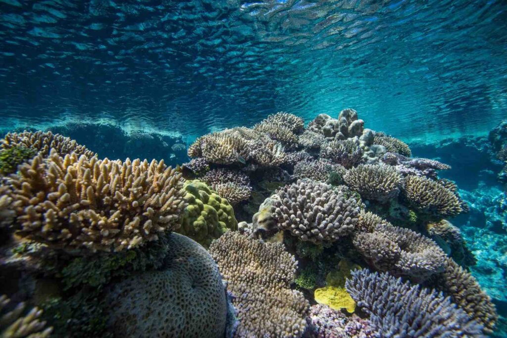 Niue achieves historical marine conservation milestone